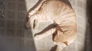 Most funny cat ???????? video
