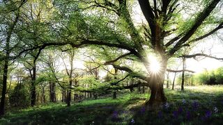 Forest at morning