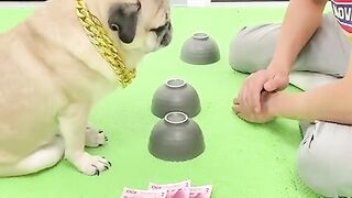 Intelligent dog
