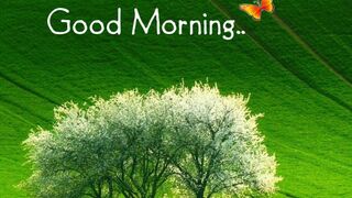 Relaxing in Forest at morning