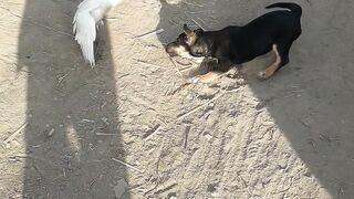 Dog and Bird Fighting
