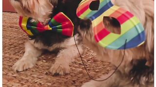Cute Dogs