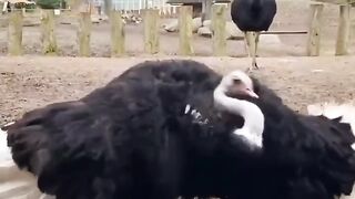 Ostrich dance