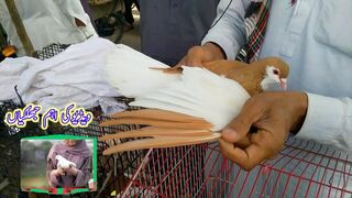 Top 10 Pigeons of Multan | Multan Pigeon Market | Pigeon Loft Multan | Fancy Pigeon | Top 10 Kabotar 2023