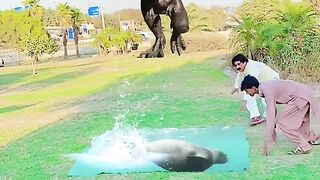 Magic show magic videos with water magicMagic shorts videos with fun #funny_ videos #magic_videos #amazing_magic  fun