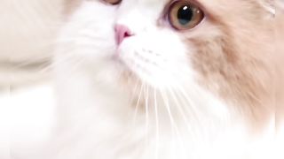 Cute Cat