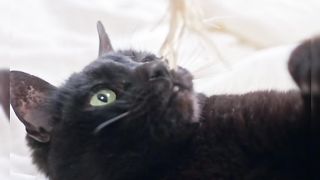 Cute Cat
