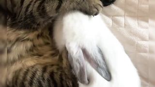 Cute animals