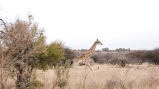 Curious Giraffe Gives Kiddo Kisses || ViralHog