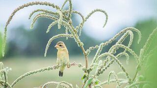Beautiful Pictures of the Animals Full HD Pictures