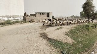 Village Life Punjab Pakistan l rural life Pakistan l daily routine village life punjab Pakistan