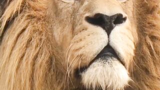 Lion|nasheed|arabic|