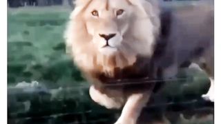 Lion|arabic nasheed|