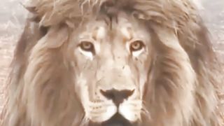 lion video with arabic nasheed