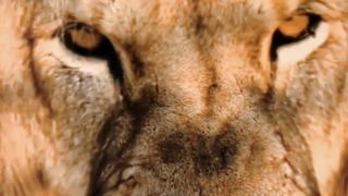 Angry lion|