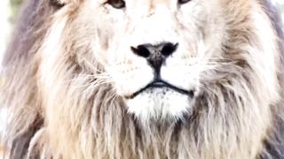 Animales video |