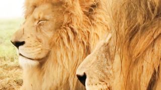 King of jungle|