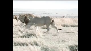 Jungle ka raja|