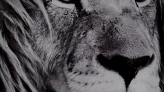 Badsha jungle ka|
