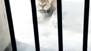 Angry lion|