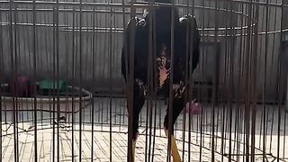 Thai aseel