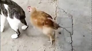 Funny cats and dogs