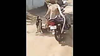 Funny animal video