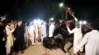 Horse dance | Wedding Horse Dance | Horse Dance On Wedding Ceremony