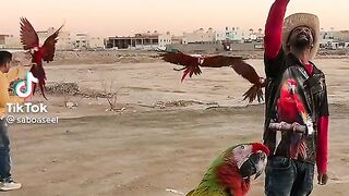 Parrot