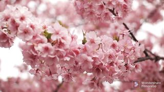 Sakura nature