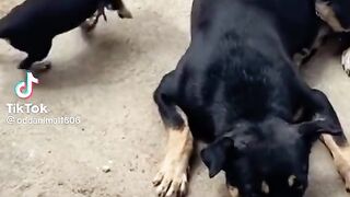 Chick vs dog.