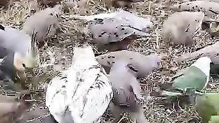 Birds