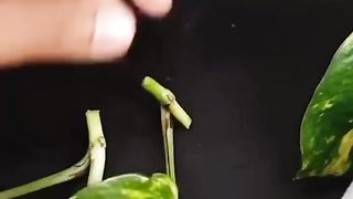Leaf plant grafting video