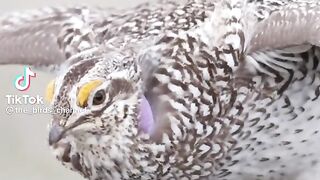 Bird dancing.