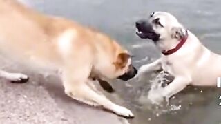 ЖИВОТНИТЕ МОГАТ САМО ДА НИ УЧАТ НА МНОГО НЕЩА