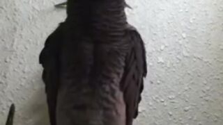 Subhan Allah