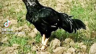 Aseel mianwali murge