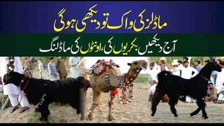 Goat Beautiful Walking Mela Chakwal Talagang