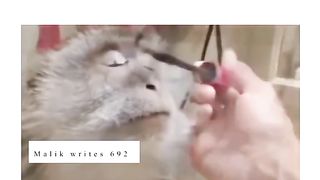 Best funny videos
