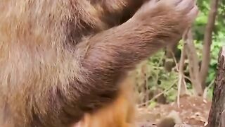 Baby monkey