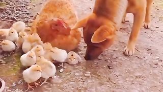 Snack video