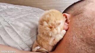 A stern man's Ear was attacked by a tinny kitten