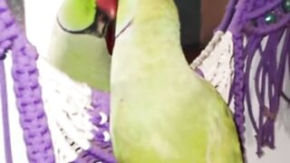 Beautiful Taking parrot Sweet voice