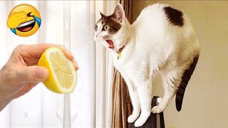 Funniest animals 2