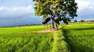 amzing nature
