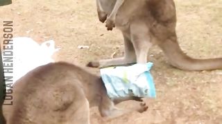 Stuck in weired funny videos