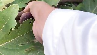 Fig video anjeer