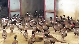 Birds farm.
