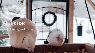 Cute birds.