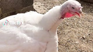 Turky